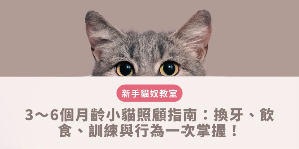 3～6個月齡小貓照顧指南：換牙、飲食、訓練與行為一次掌握！