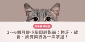 3～6個月齡小貓照顧指南：換牙、飲食、訓練與行為一次掌握！