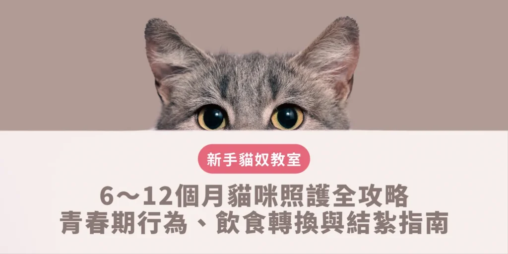 6-12個月貓咪照護全攻略｜青春期行為、飲食轉換與結紮指南