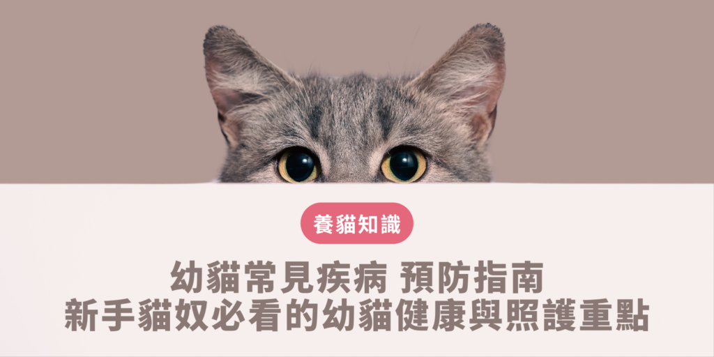 新手貓奴必須警惕的 幼貓常見疾病 臨床症狀與預防照顧