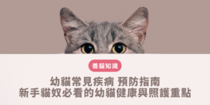 新手貓奴必須警惕的 幼貓常見疾病 臨床症狀與預防照顧