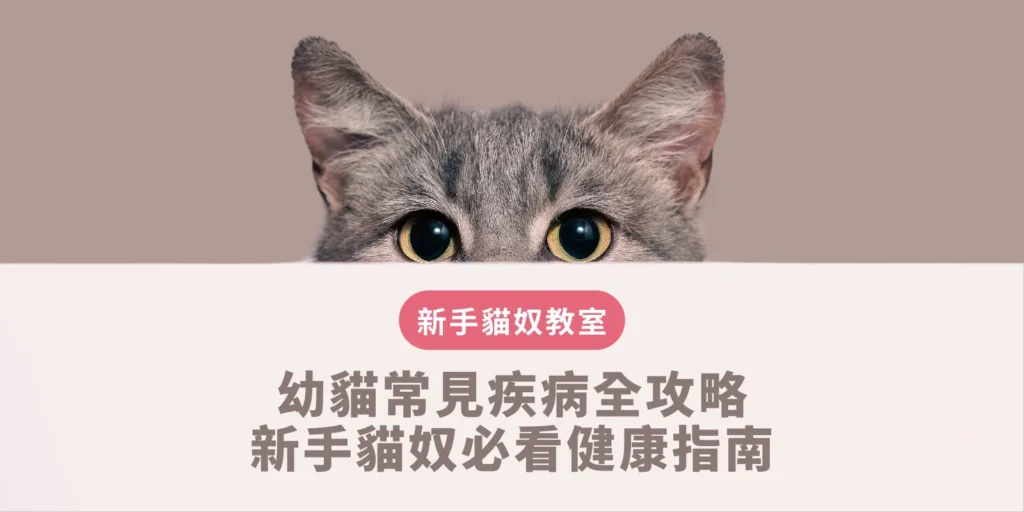 幼貓常見疾病全攻略｜新手貓奴必看健康指南