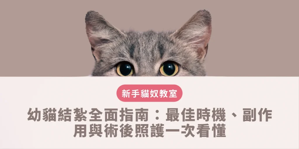 幼貓結紮全面指南：最佳時機、副作用與術後照護