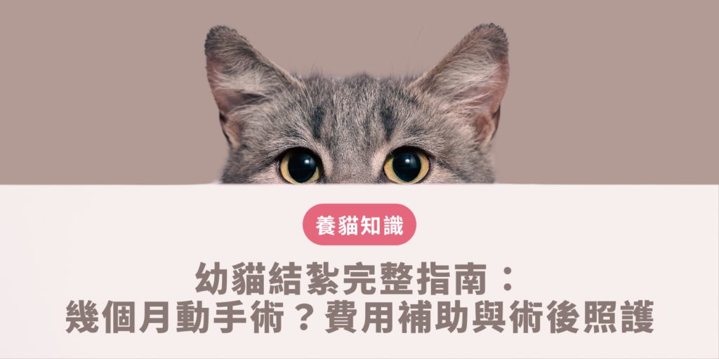 新手貓奴安排小貓絕育手術的術前禁食準備與術後傷口照護頭套配戴建議