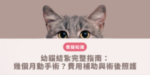 新手貓奴安排小貓絕育手術的術前禁食準備與術後傷口照護頭套配戴建議
