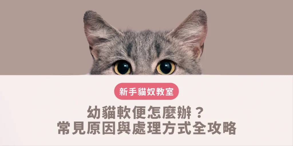幼貓軟便怎麼辦？常見原因與處理方式全攻略新手貓奴必讀指南