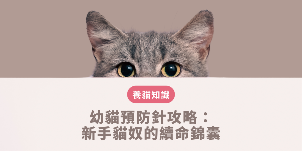 一隻剛滿兩個月的小貓在獸醫院秤重準備施打第一劑核心疫苗，展現科學規劃幼貓預防針時程的居家健康管理