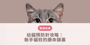 一隻剛滿兩個月的小貓在獸醫院秤重準備施打第一劑核心疫苗，展現科學規劃幼貓預防針時程的居家健康管理