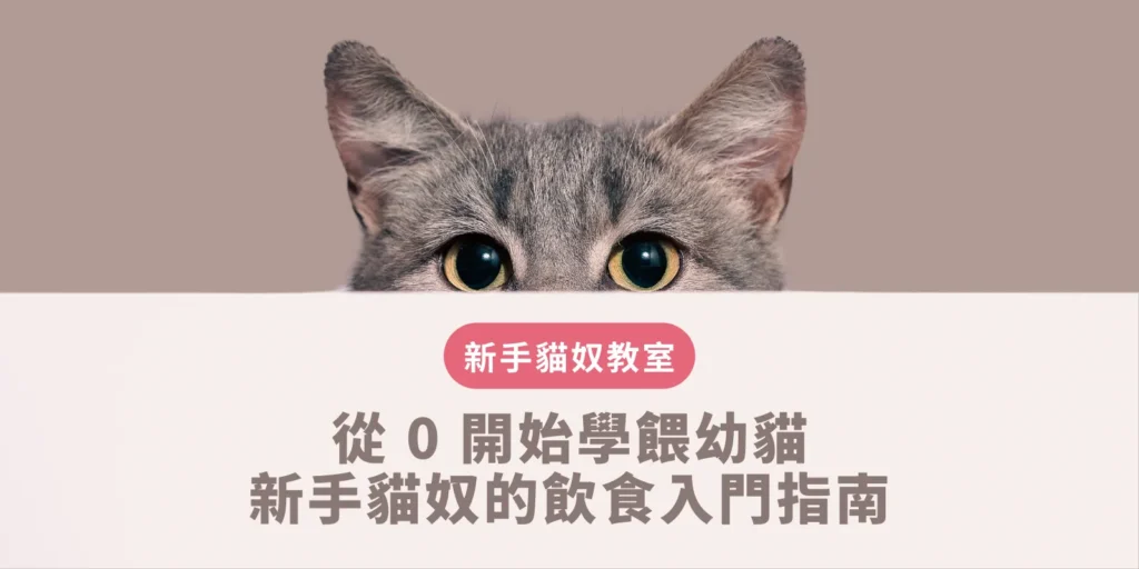 從 0 開始學餵幼貓：新手貓奴的飲食入門指南