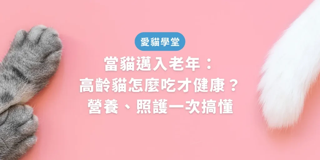 當貓邁入老年：高齡貓怎麼吃才健康？營養、照護一次搞懂