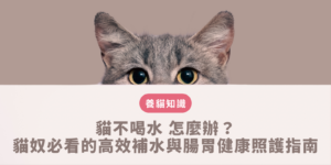 新手貓奴改善 貓不喝水 的日常環境配置與高品質濕食補水建議