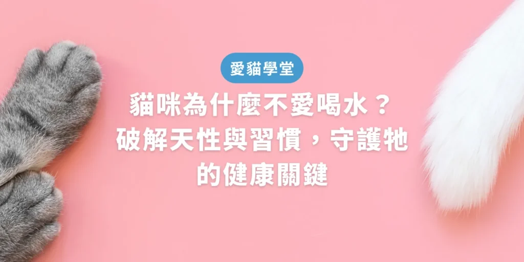 貓咪不愛喝水的原因與解法