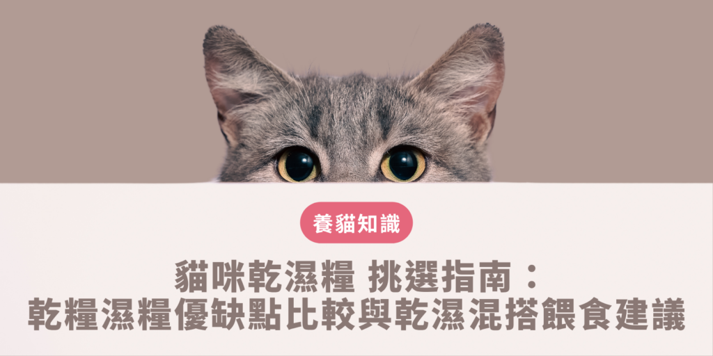 新手飼主依據貓咪嚴格肉食天性與飲水需求挑選符合AAFCO營養標準的貓咪乾濕糧