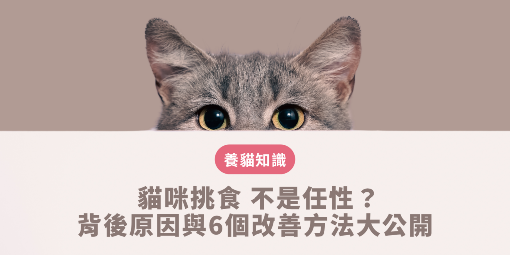 貓咪挑食 的改善方法實戰