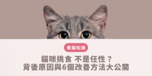 貓咪挑食 的改善方法實戰