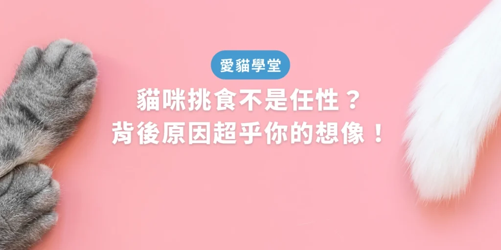 挑食貓咪坐在食盆前不肯進食，代表貓咪挑食的原因可能與健康、壓力或食物偏好有關。