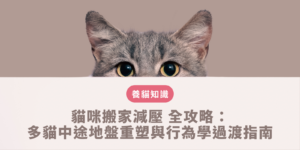 貓咪在舒適放鬆的外出籠內休息，旁邊擺放熟悉的毯子以實施科學的貓咪搬家減壓程序