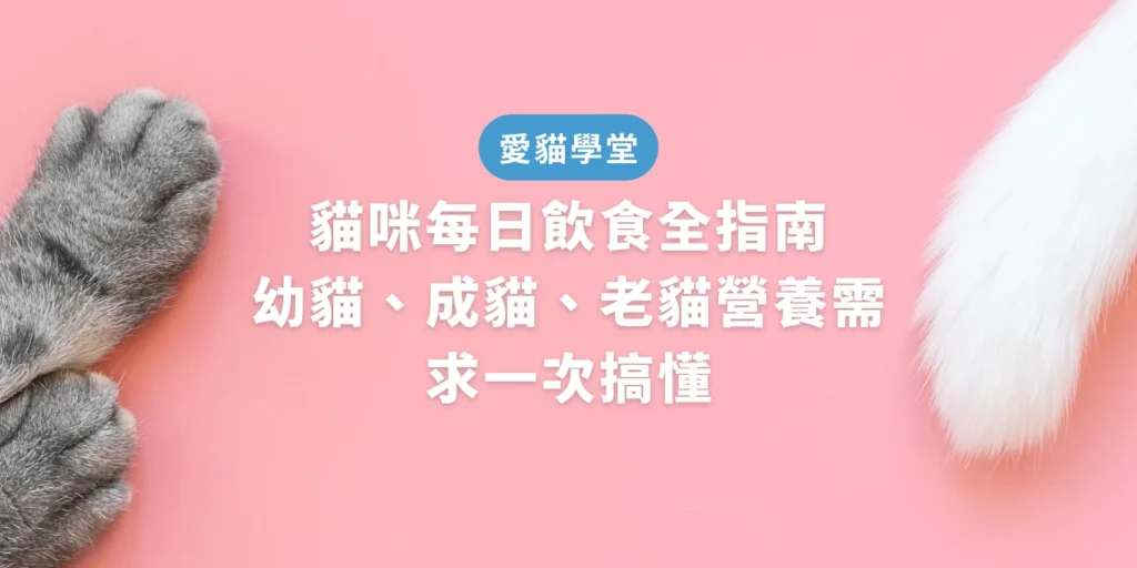 貓咪每日飲食全指南：幼貓、成貓、老貓營養需求一次搞懂