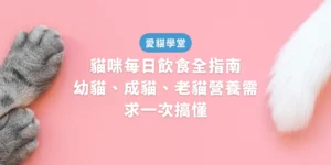 貓咪每日飲食全指南：幼貓、成貓、老貓營養需求一次搞懂