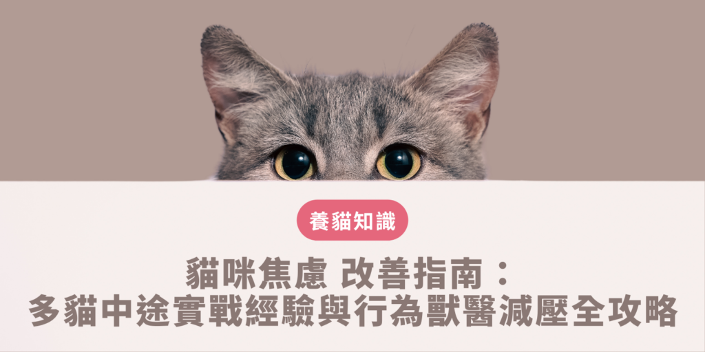 多貓中途環境中飼主運用多層次垂直空間與N加1資源分配來緩解貓咪焦慮與地盤壓力