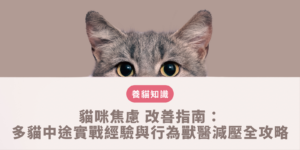 多貓中途環境中飼主運用多層次垂直空間與N加1資源分配來緩解貓咪焦慮與地盤壓力