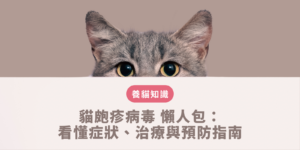 貓皰疹病毒 懶人包：看懂症狀、治療與預防指南