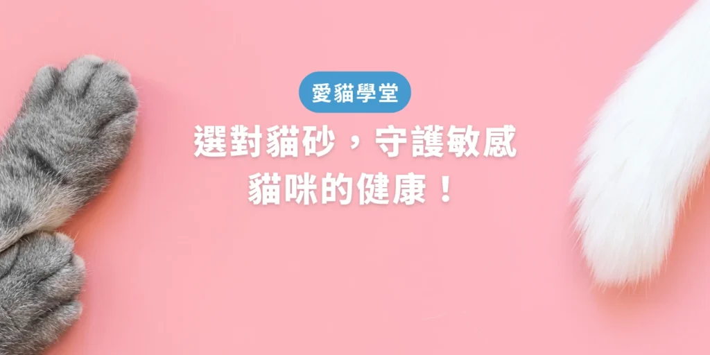選對貓砂，守護敏感貓咪的健康