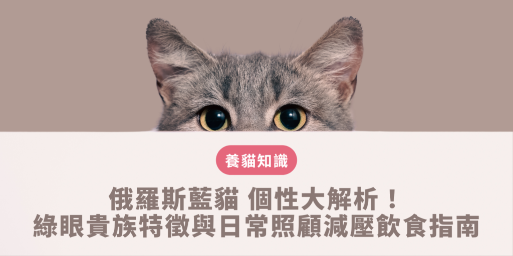 俄羅斯藍貓