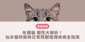 布偶貓