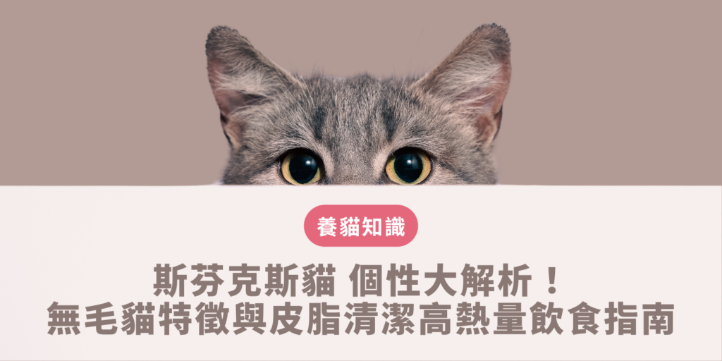 斯芬克斯貓
