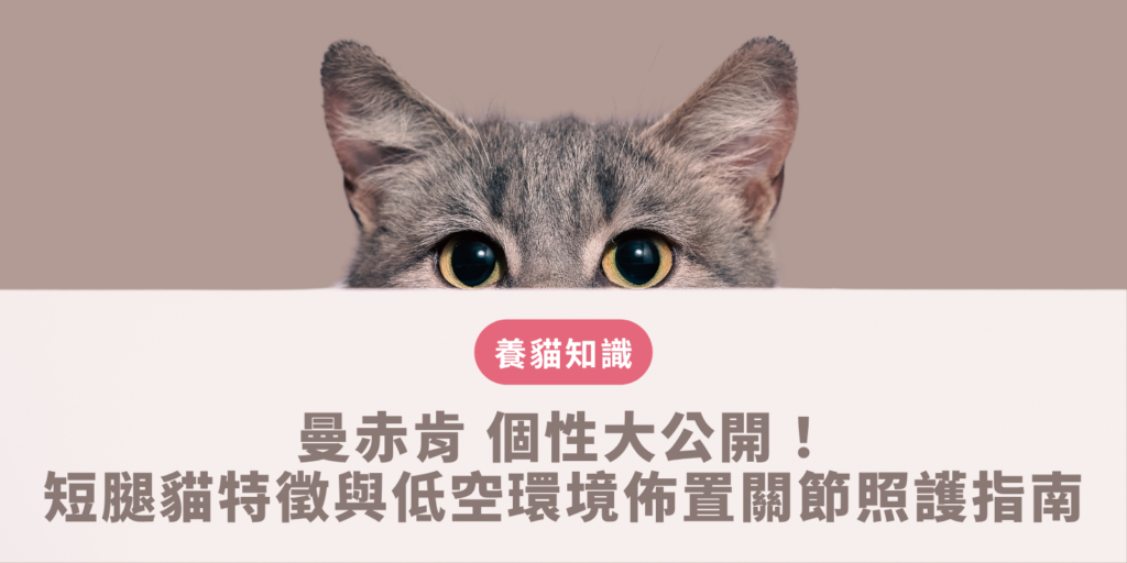 曼赤肯