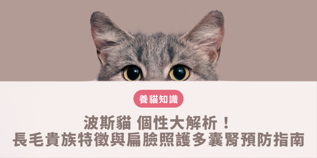 波斯貓