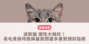 波斯貓