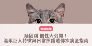 緬因貓