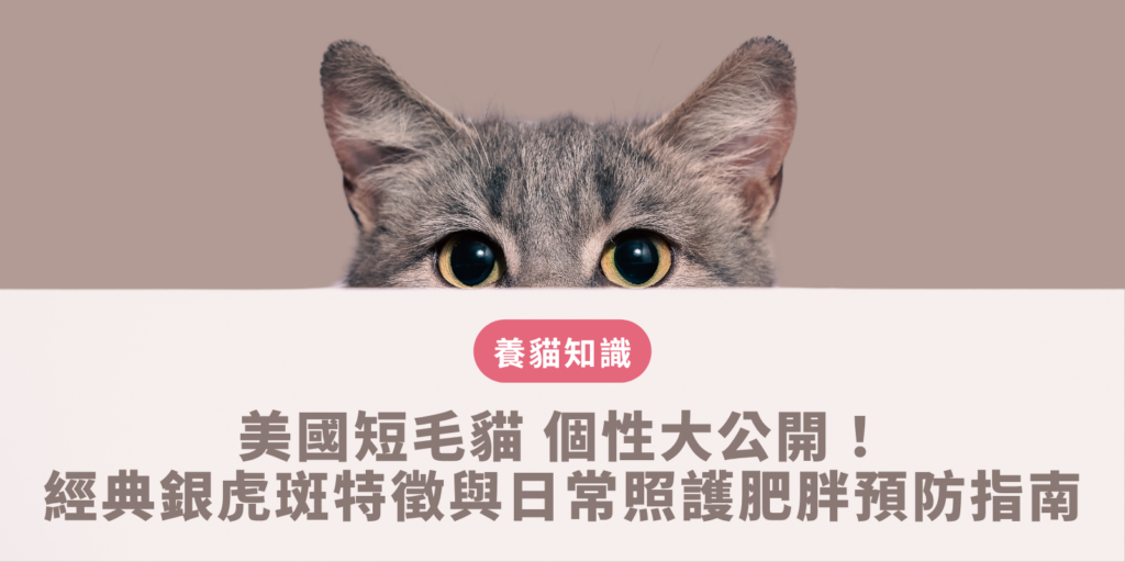 美國短毛貓