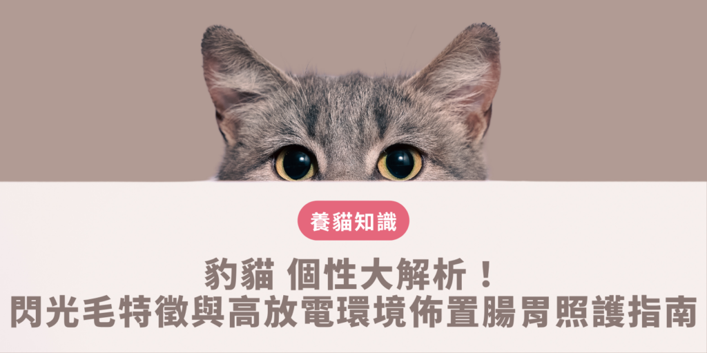 豹貓