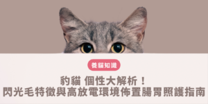 豹貓