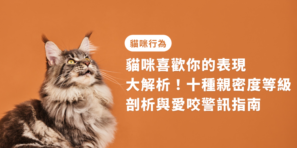 貓咪喜歡你的表現