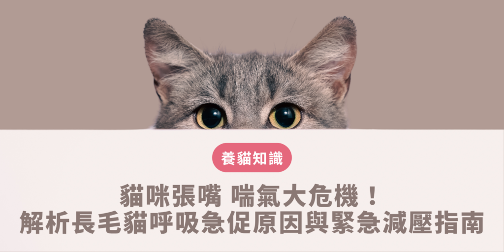 貓咪張嘴 喘氣大危機！