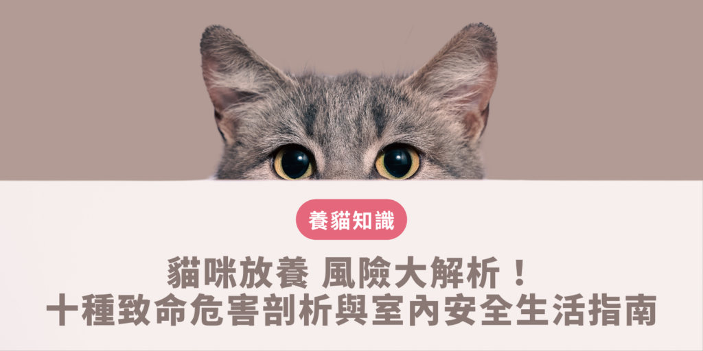 貓咪放養