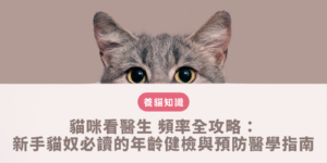貓咪看醫生
