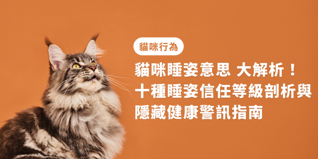 貓咪睡姿