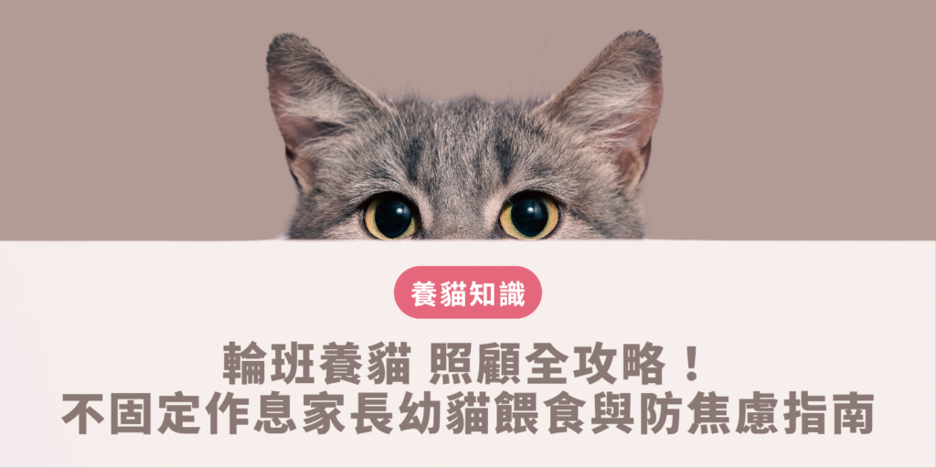 輪班養貓