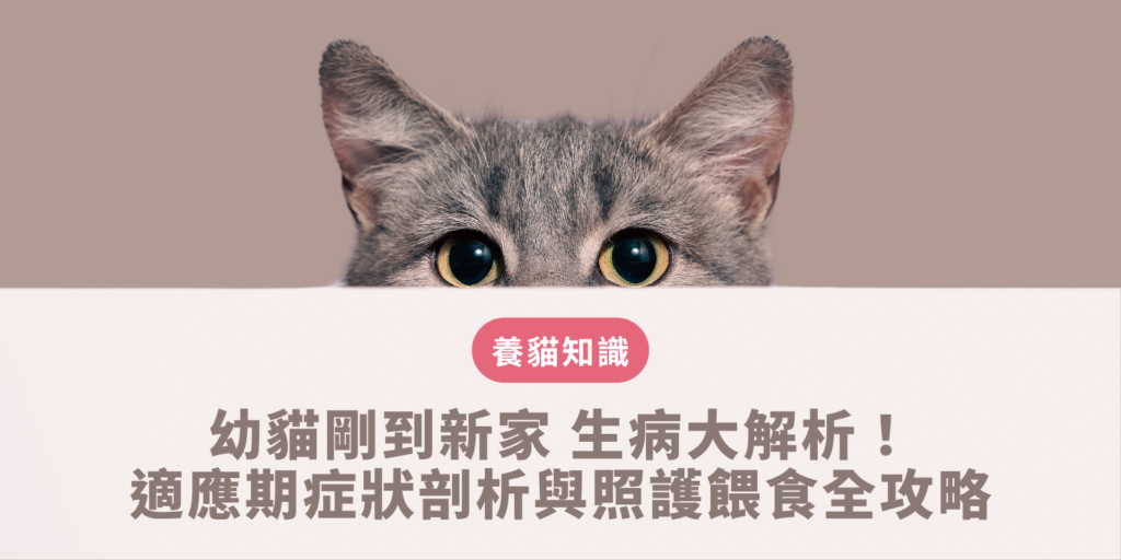 幼貓剛到新家