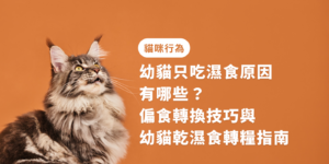 幼貓只吃濕食原因