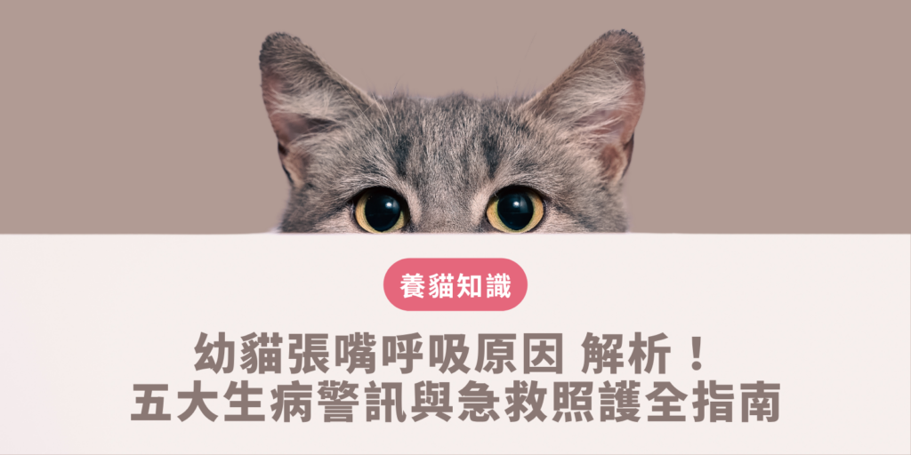 幼貓張嘴呼吸原因