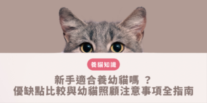 新手適合養幼貓嗎
