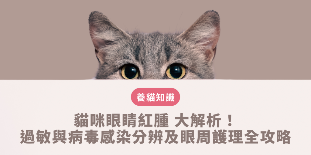 眼貓咪眼睛紅腫