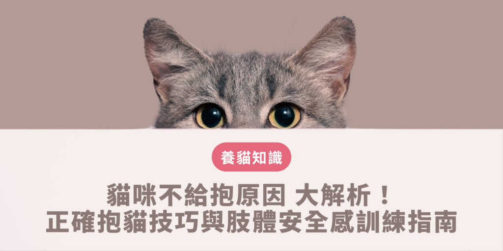 貓咪不給抱原因