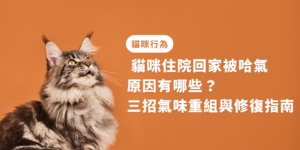 貓咪住院回家被哈氣原因